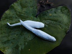 Froglet